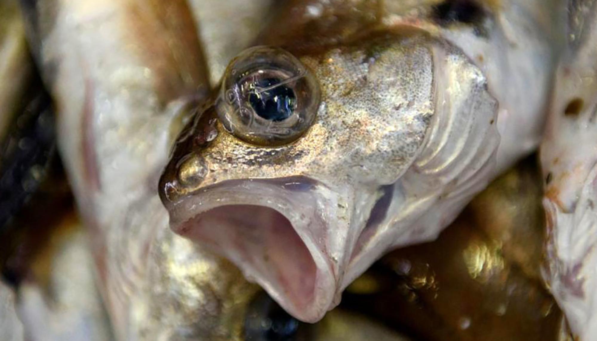 Peces